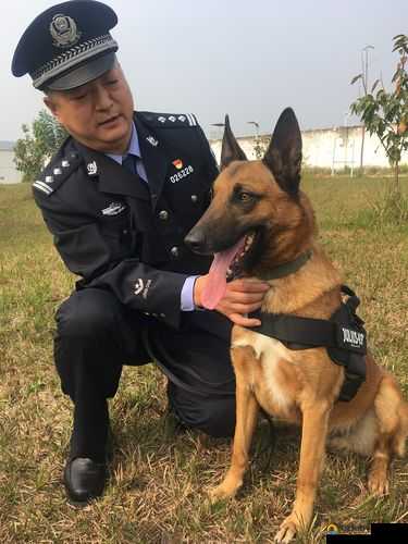 张警犬三部曲在哪里之探寻其背后的故事与意义