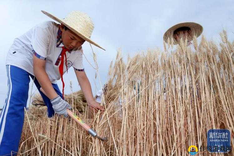 韩国朋友家的麦子是如何种植的：从选种到收获的全过程